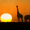 paf-safariresa.png